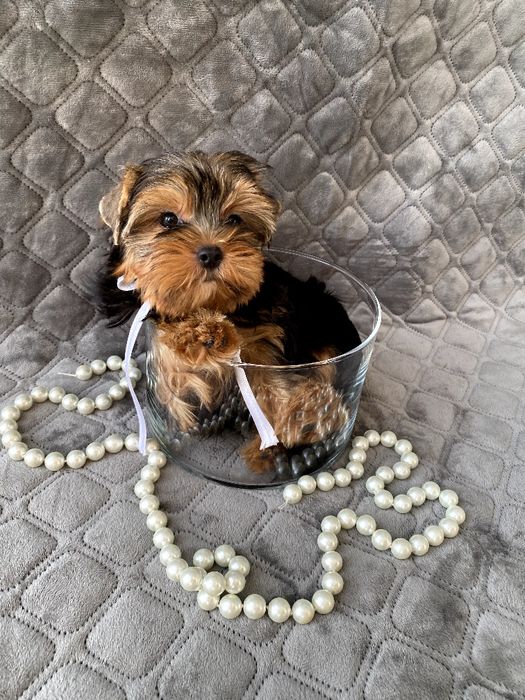 Йорки гарнесенькі