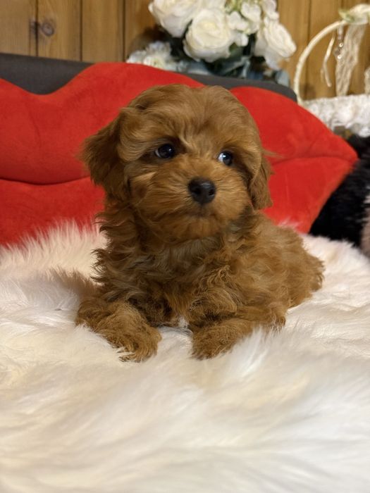 Мальтіпу , яскравий хлопчик.