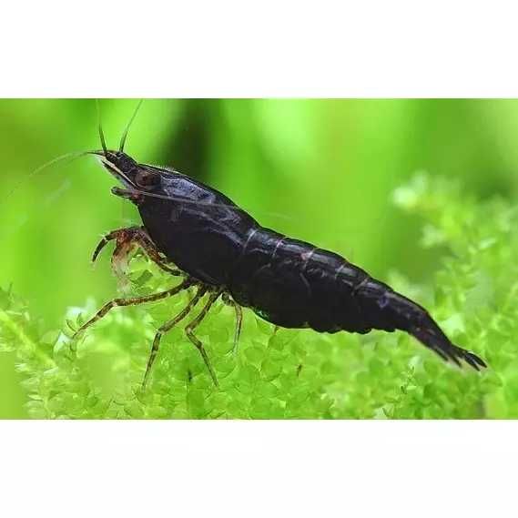Krewetki neocaridina czekoladowe BLACK CHOCO WYSYŁKA AKWAWIN