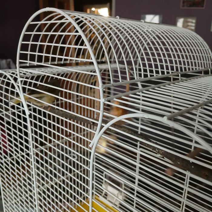 Sprzedam parke kanarkow