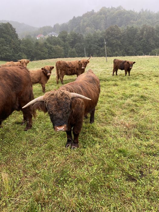Wołowina Highland z gospodarstwa Ekologicznego