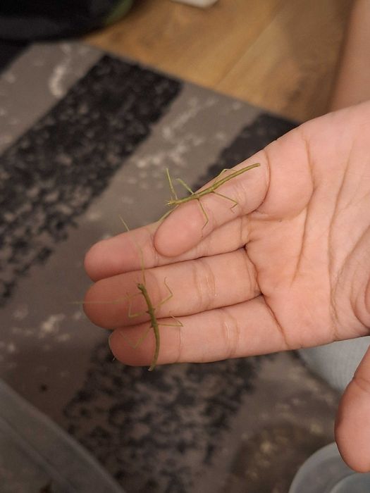 Patyczaki rogate darmo