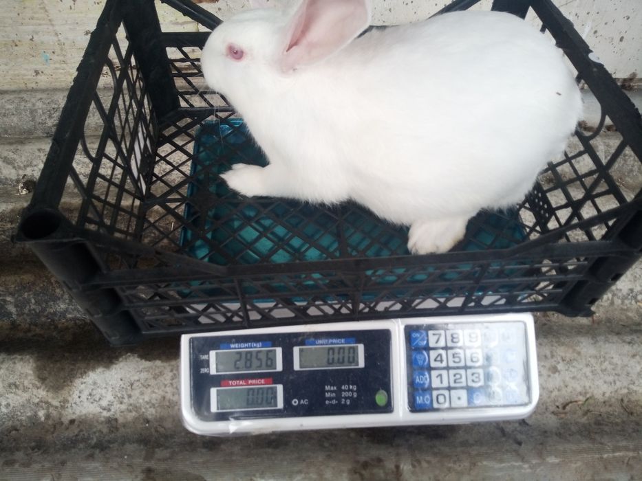 Термонська біла самці