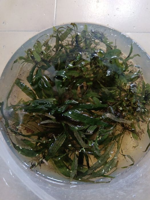 Fetos de Java (planta rizoma)