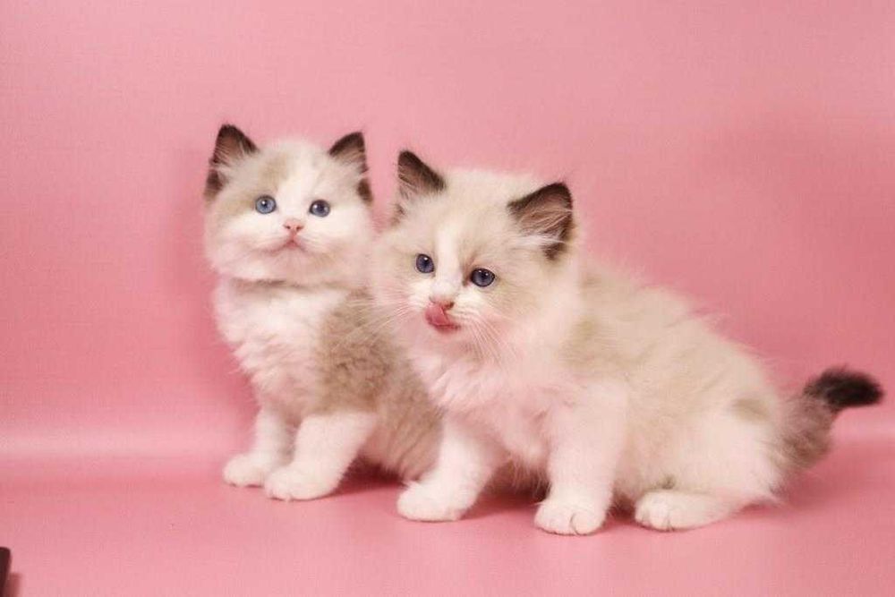 Знаєш хто це? Це справжні кошеня породи-Ragdoll//Регдолл