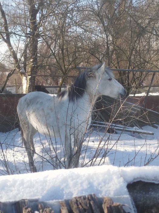 Кобила  робоча...