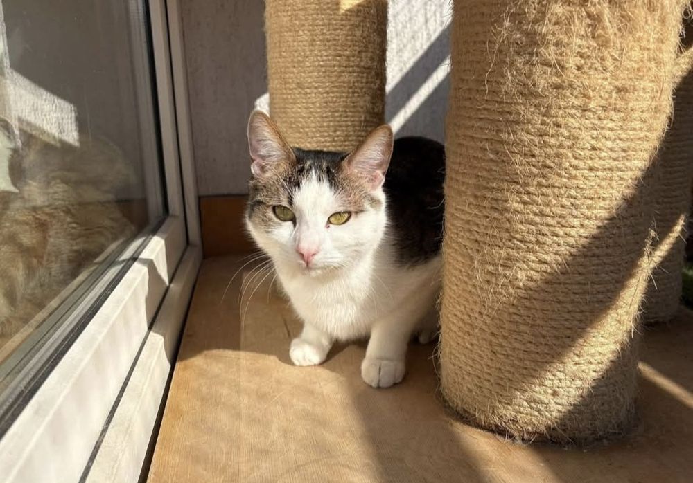 Cudowny kocurek czeka na dom