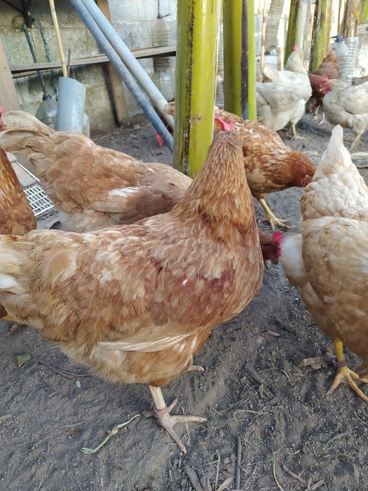 Ovos de galinhas, Caseiros.