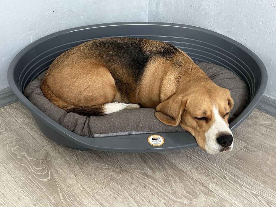 Пластиковий лежак НОВІ для собак Siesta Deluxe Fеrplast, Сіеста Делюкс 2,4,