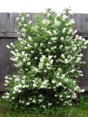 Продам саженці жасміну