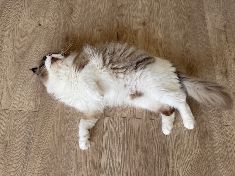 Kot rasy ragdoll