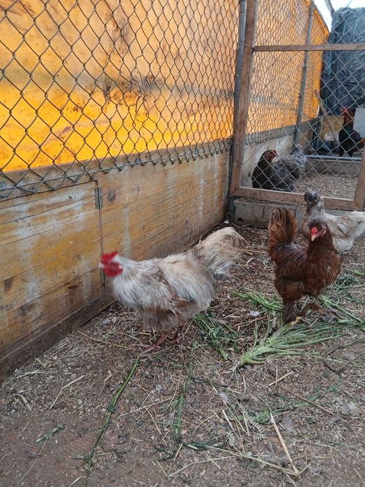 2 Galos  garnize