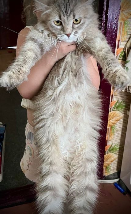 Віддам пухнастика БУСЮ (дівчинка)в добрі руки