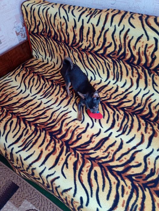 Продається собачка Чихуахуа.