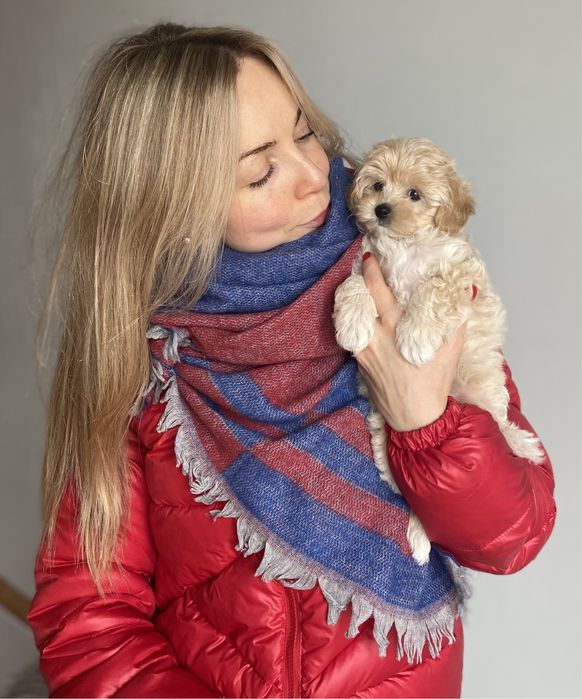 Короткий носик мини малыш Мальтипу Ф1 !!!