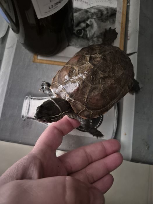 Aquário com tartaruga