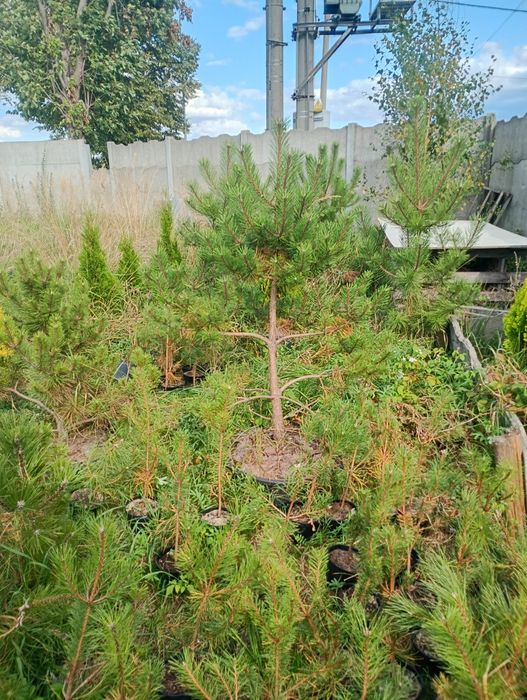 Sadzonki czarnej sosny