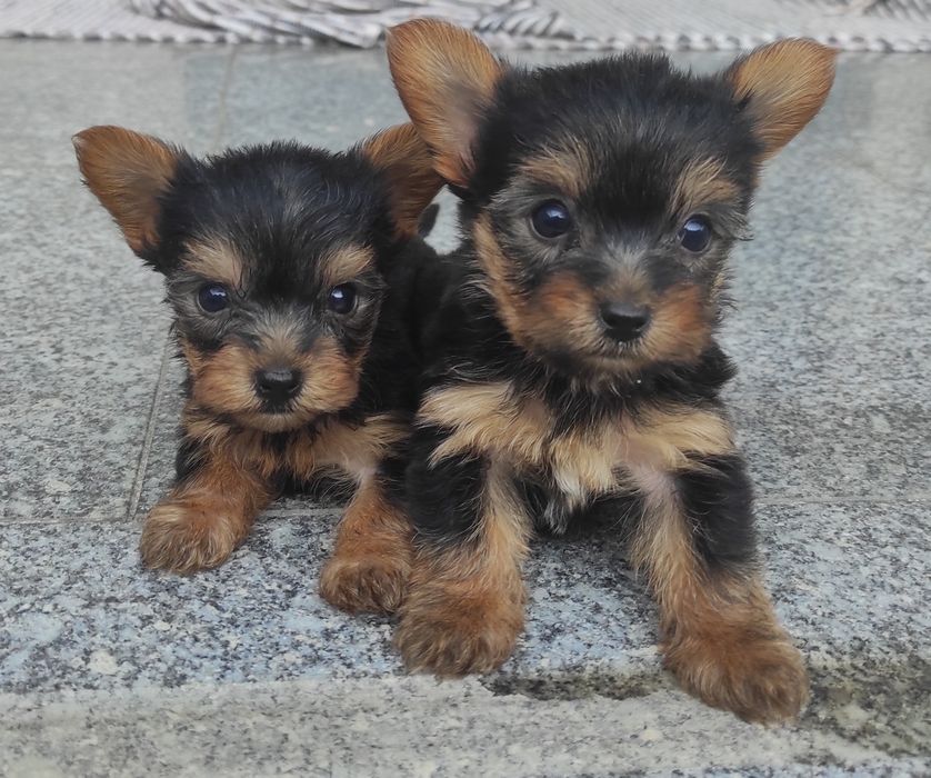 Yorkshire terrier  minis