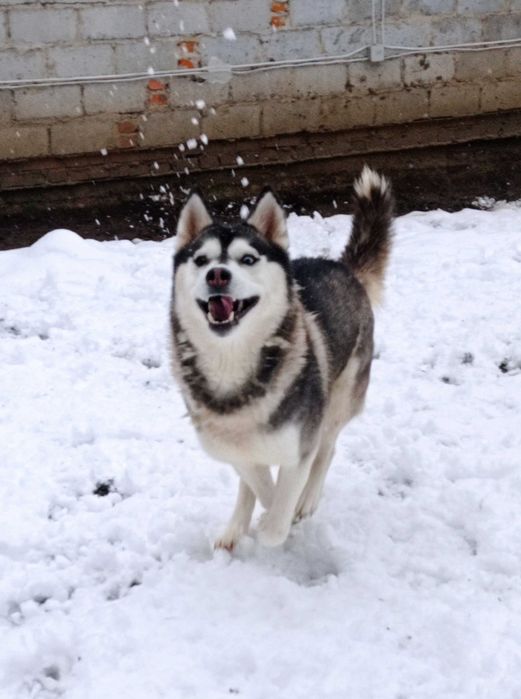 Siberian Husky  dwuletnia sunia