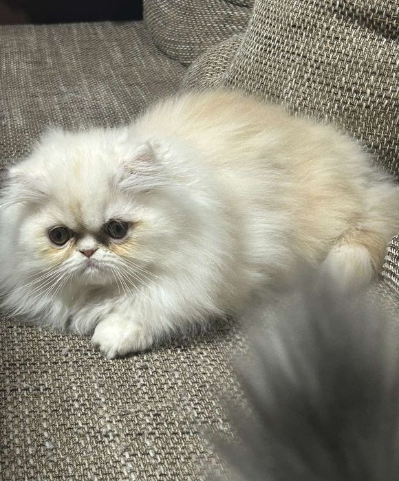 Персидский мальчик