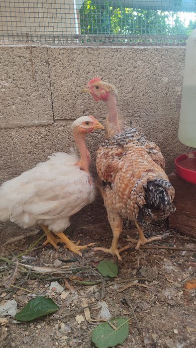 Frangos do campo