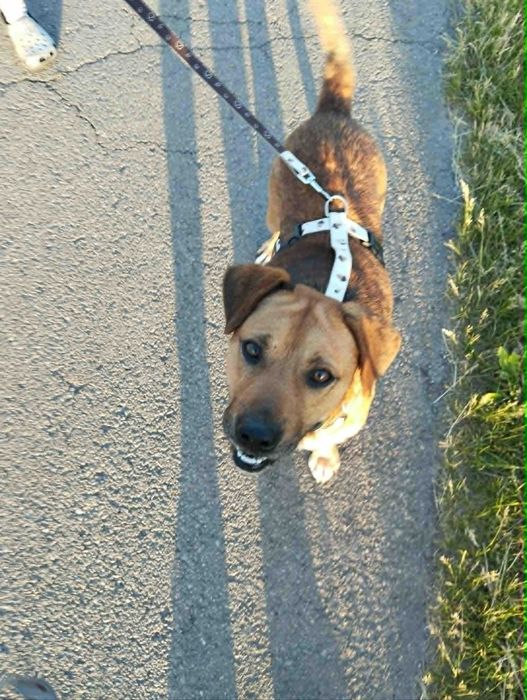 Raja sunia o pięknych oczach szuka domu