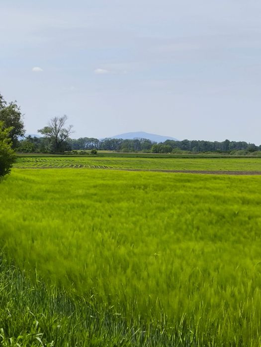 Działka z planem zagospodarowania zagrodowa
