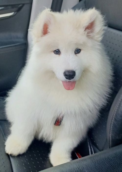 Samoyed szczeniak