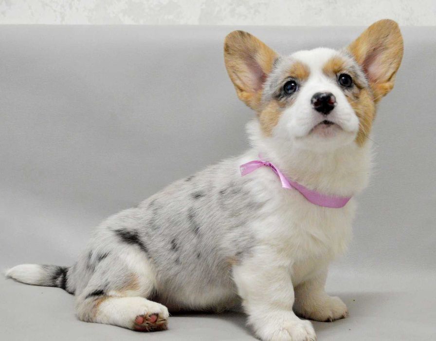REZERWACJA Welsh Corgi Cardigan – Betsy | ur. 13.10.2025