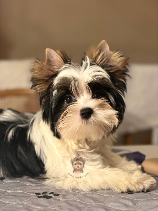 Йоркширський терьер