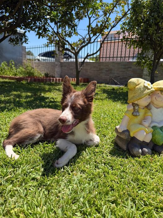 Menino border collie chocolatinho