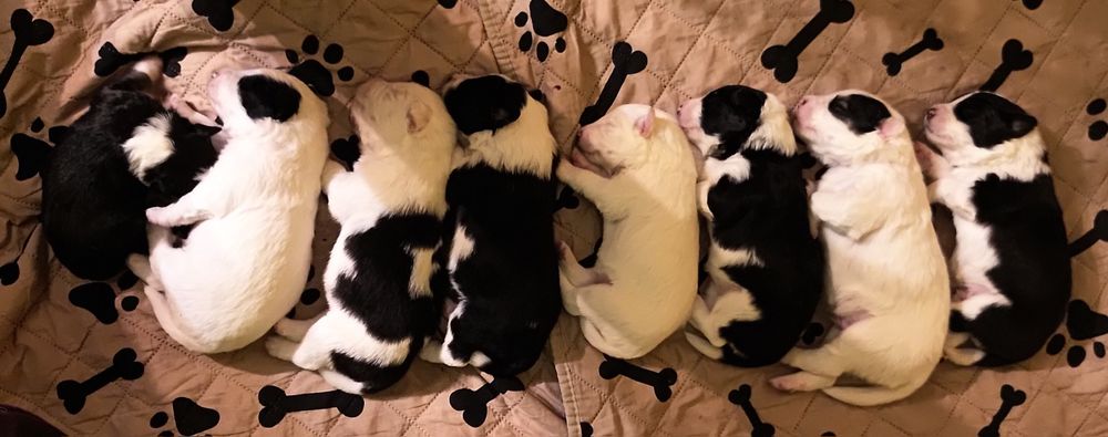 Border collie || szczeniaki — pies || Kosair Spirit