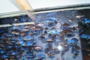 Młode malawi ponad 80 odmian