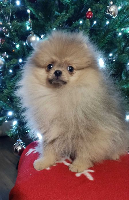 Bardzo słodka dziewczyna dla rodziny