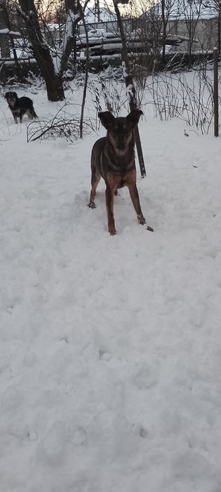 Карамелька стерилізована один рік