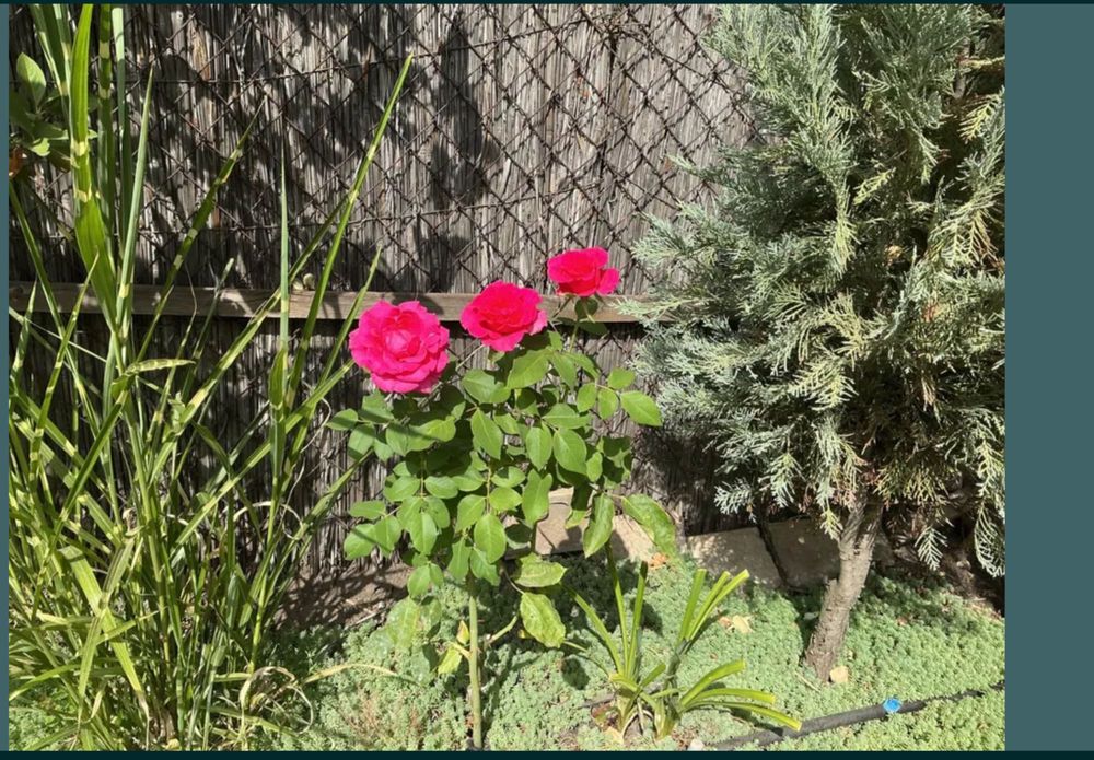 Розы,— Шакира, Свитнес , Овсяница голубая, спирея