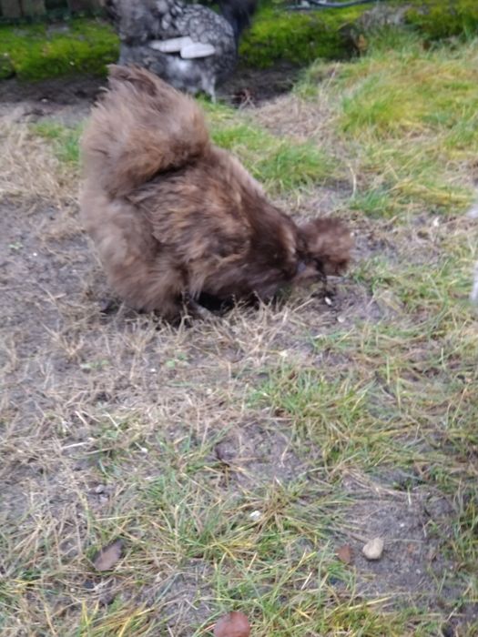 Silka kura  jedwabista kura + kogut   silki usa loki  kury