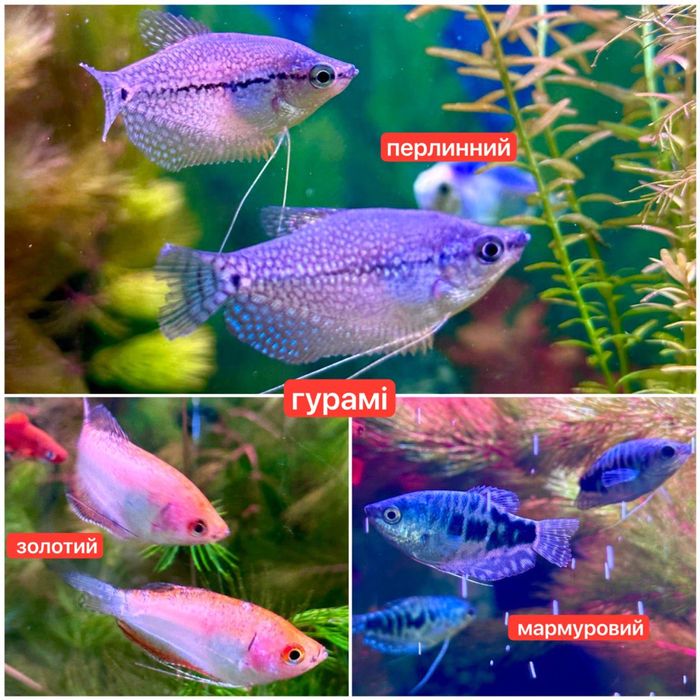 Акваріумні рибки,креветки,рослини.Аквариумные рыбки,креветки,растения