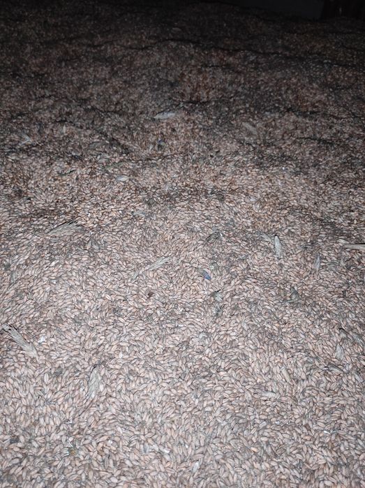 Sprzedam owies, żyto