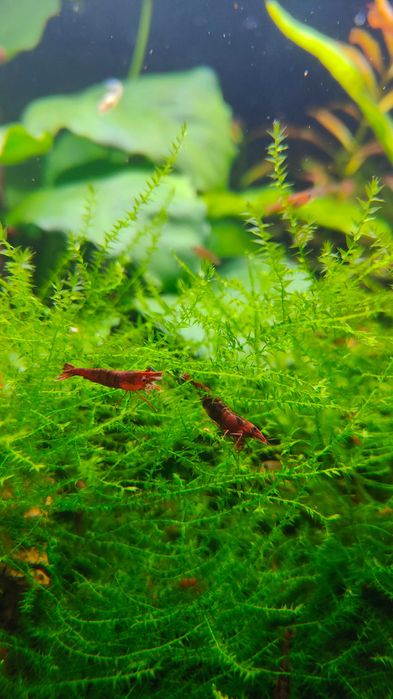 Camarões red cherry