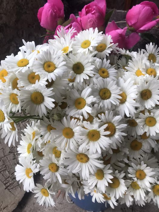 Тюльпани з свого садка, ромашки,левкое,самшит,бересклет