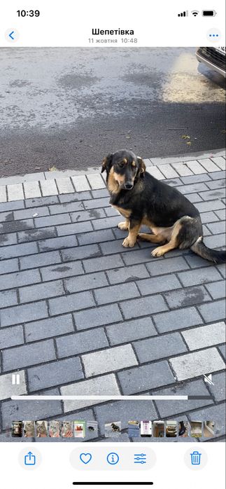 Собачка у пошуках найкращого господаря