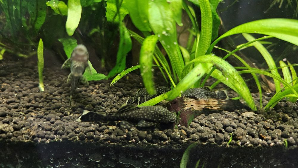 Glonojady - wielkość od 1 cm do 5 cm