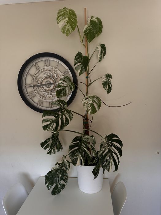 Monstera albo variegata XXL