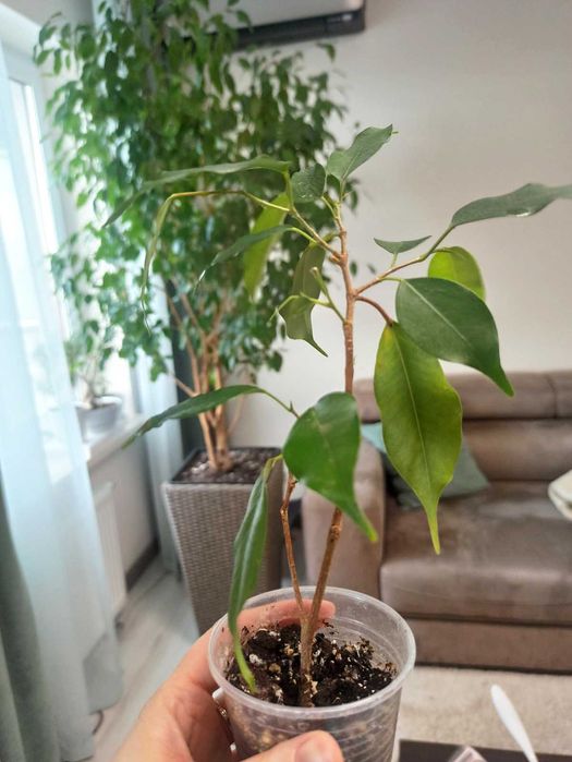 Фикус бенджамина укорененные веточки