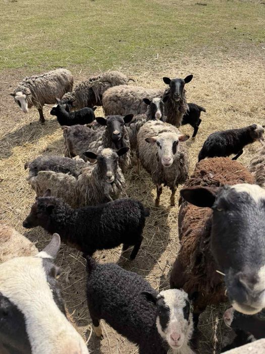 Романівські вівці схрещені з Доппером великі, малі. Ціна договірна.