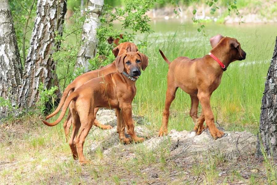 Szczenię Rhodesian Ridgeback – potomstwo zwycięzcy WDS 2025
