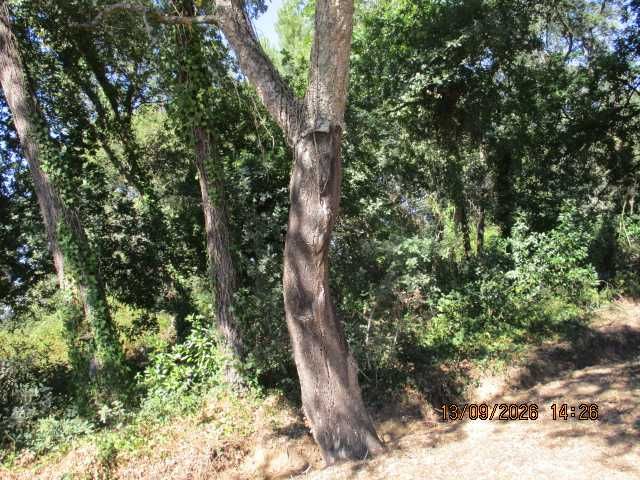 Venda de cortiça nos sobreiros