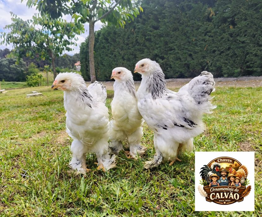 Galos Brahma Light
