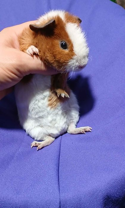 Морська свинка, тедді